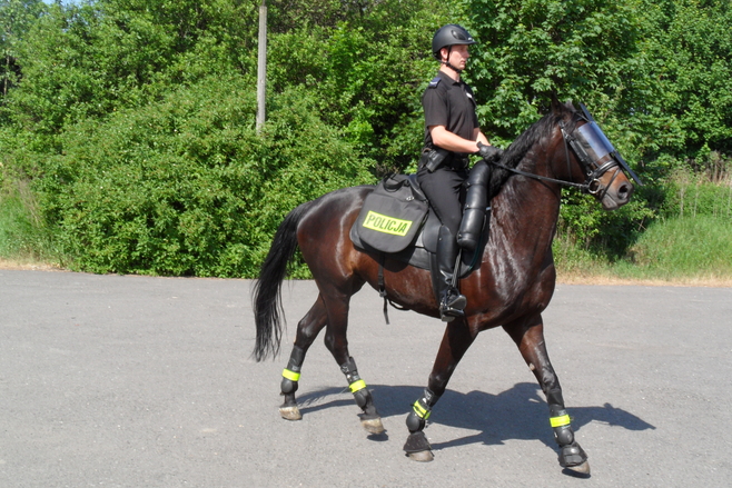 Policyjny koń w masce bardziej straszy kibola niż policjant z pałą [ZDJĘCIA]